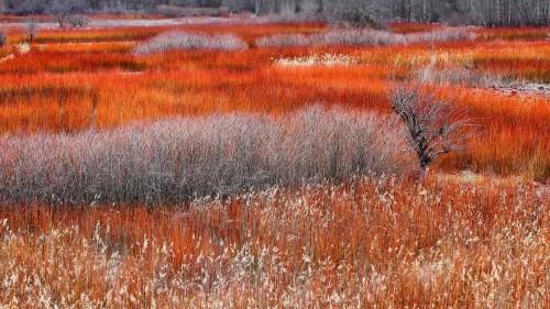 别致的柳条田野，西班牙Cañamares (© David Santiago Garcia/Alamy)