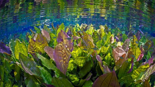 大自然的水族馆中的水下景观，巴西 (© Michel Roggo/Minden Pictures)