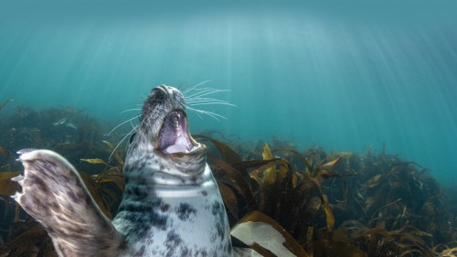 海豹幼崽，伦迪岛，英国 (© Henley Spiers/Minden Pictures)
