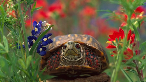 西部箱龟 (© Tim Fitzharris/Minden Pictures)