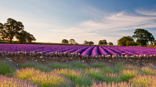 萨默塞特郡的薰衣草田，英国 (© Doug Chinnery/Getty Images)